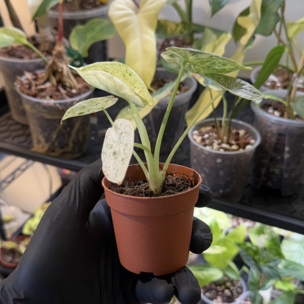 Alocasia 'Dragon Scale Variegated'