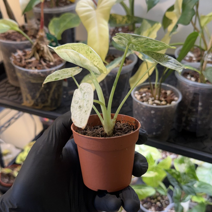 Alocasia 'Dragon Scale Variegated'