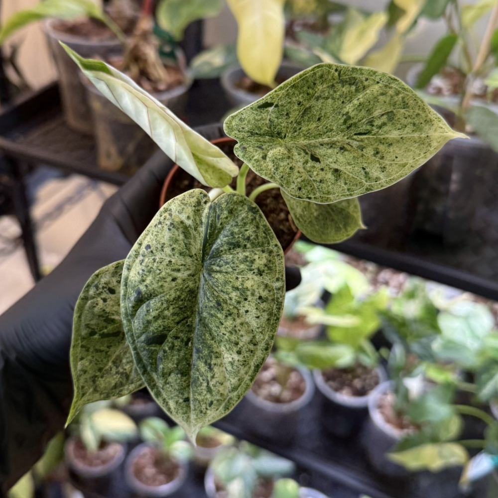 Alocasia 'Dragon Scale Variegated'