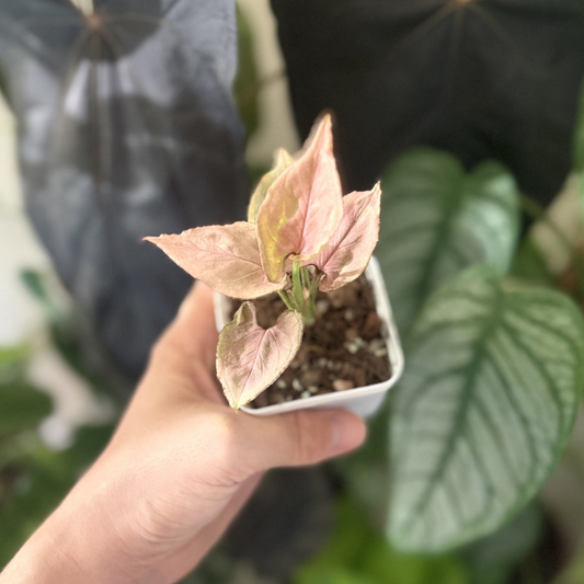 Syngonium 'Pink Perfection'