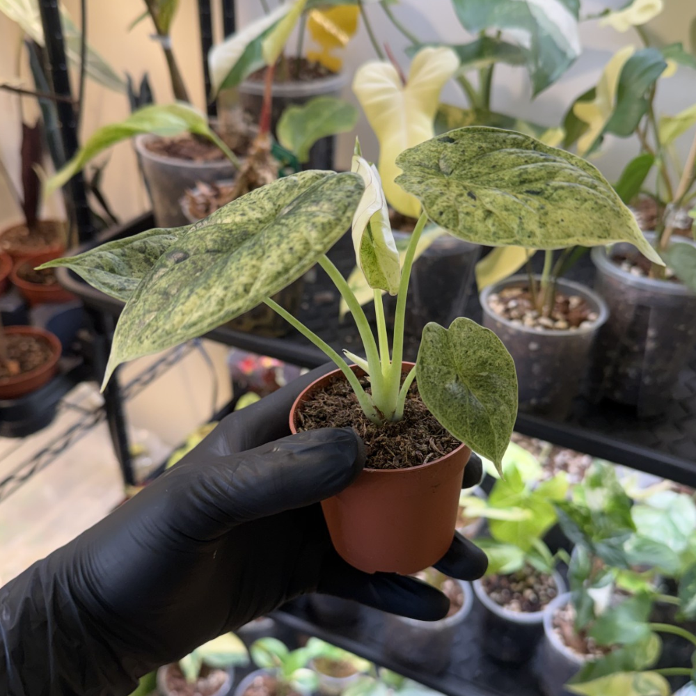 Alocasia 'Dragon Scale Variegated'
