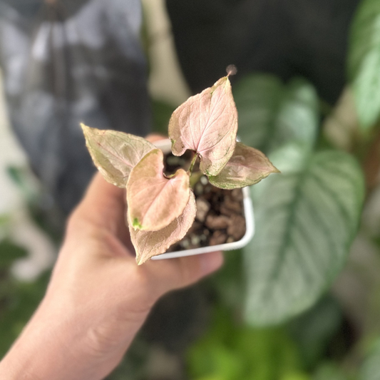Syngonium 'Pink Perfection'