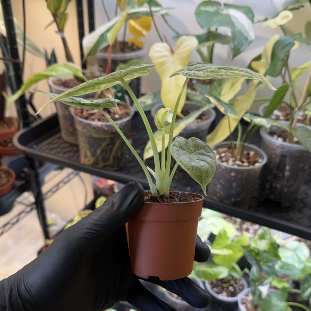 Alocasia 'Dragon Scale Variegated'