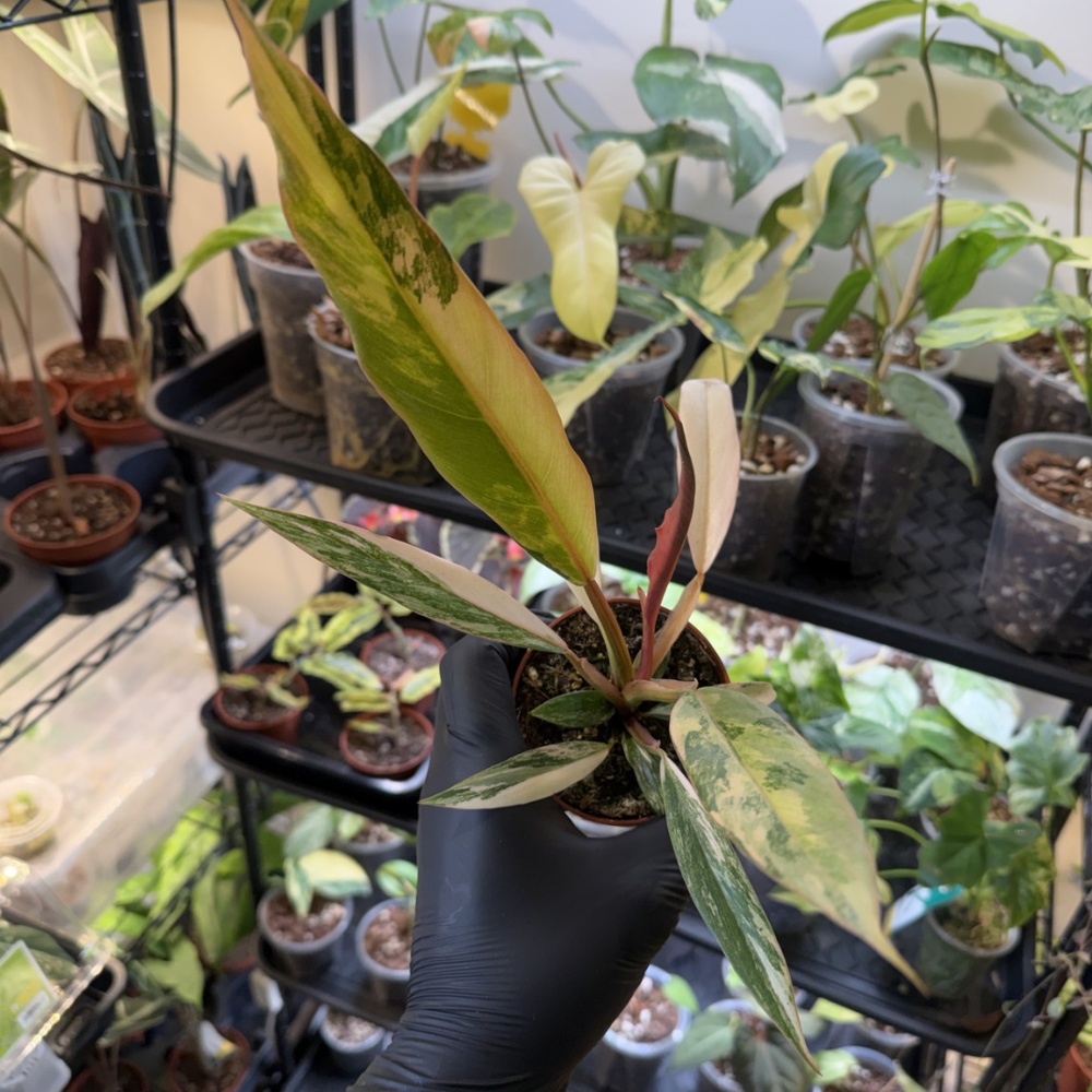 Philodendron 'Caramel Marble'