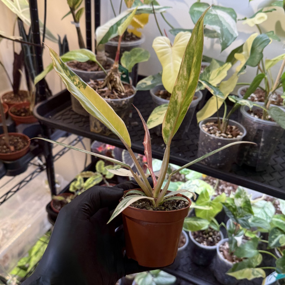 Philodendron 'Caramel Marble'