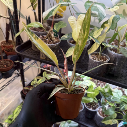 Philodendron 'Caramel Marble'