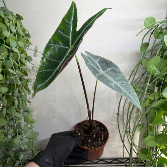 Alocasia longiloba 'Silver' 10.5cm - #5