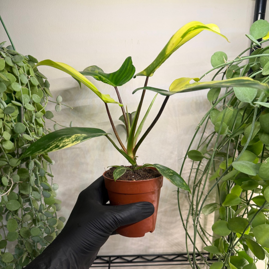 Philodendron 'Florida Beauty' 9cm - #3