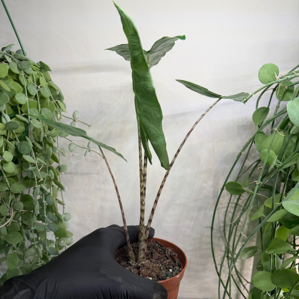 Alocasia zebrina 'Reticulata' 10.5cm - #5