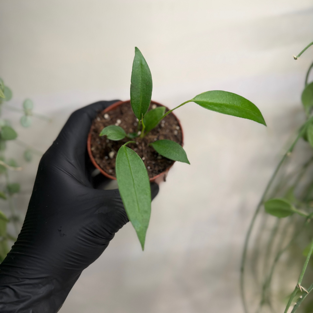 Anthurium wendlingeri 8cm - #4