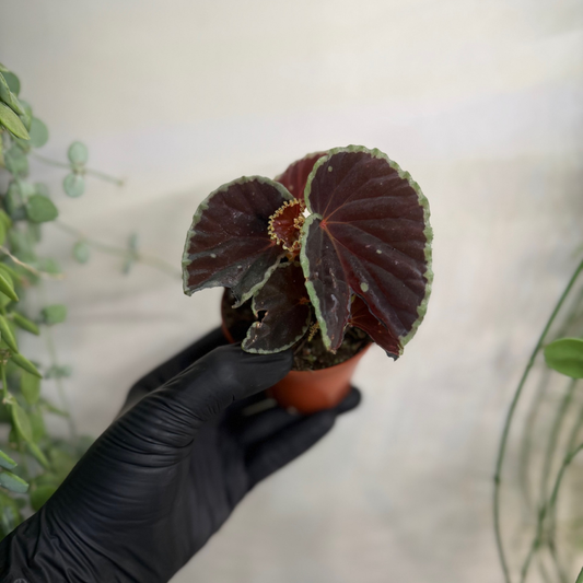 Begonia darthvaderiana 'Green Spots' 8cm - #1