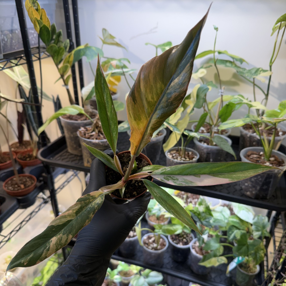 Philodendron 'Caramel Marble'