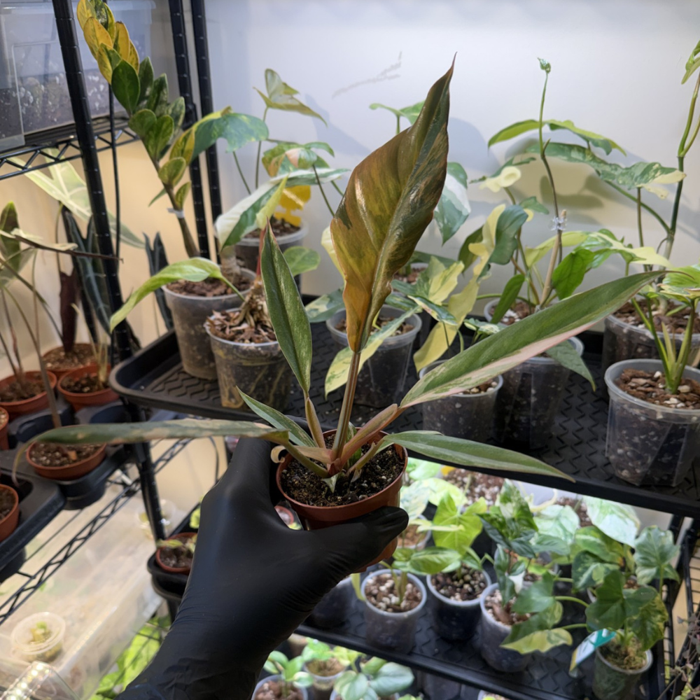 Philodendron 'Caramel Marble'