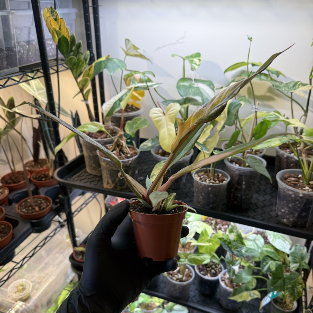 Philodendron 'Caramel Marble'