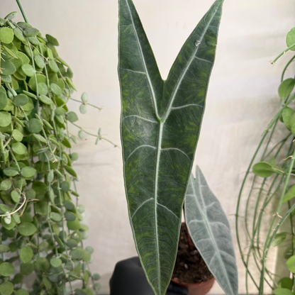 Alocasia longiloba 'Silver' 10.5cm - #6