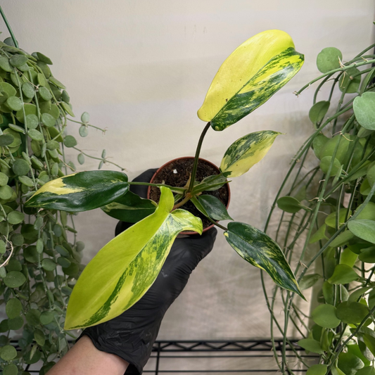 Philodendron 'Florida Beauty' 9cm - #4