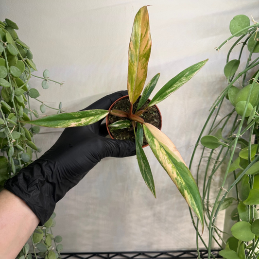 Philodendron 'Caramel Marble' 8cm - #3