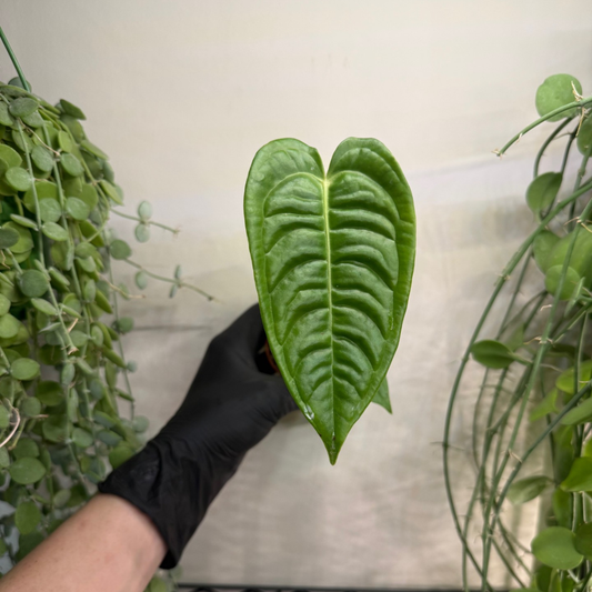 Anthurium veitchii 'Narrow' 8cm - #6