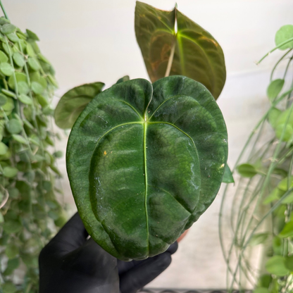 Anthurium 'Dark Phoenix' 12cm - #6