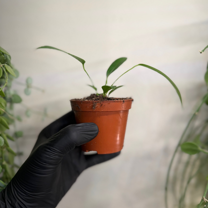 Anthurium wendlingeri 8cm - #4