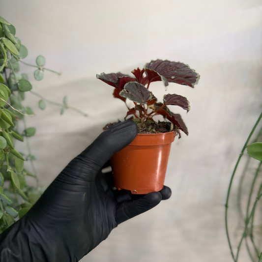 Begonia darthvaderiana 'Green Spots' 8cm - #1