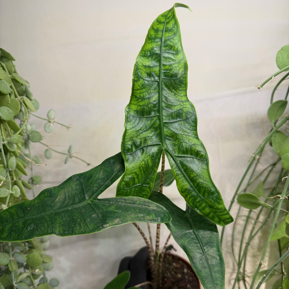 Alocasia zebrina 'Reticulata' 10.5cm - #6