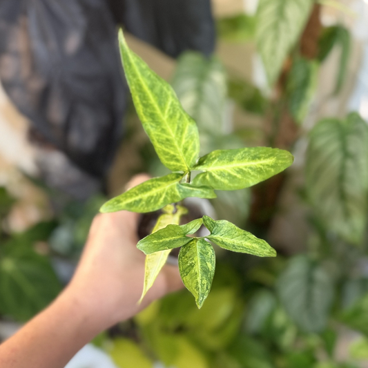 Syngonium angustatum 'Variegated'
