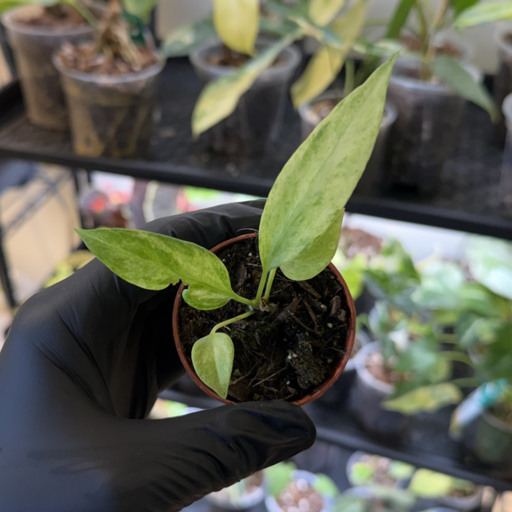 Anthurium vittariifolium 'Variegated'