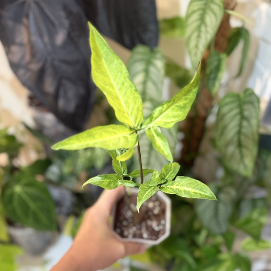 Syngonium angustatum 'Variegated'
