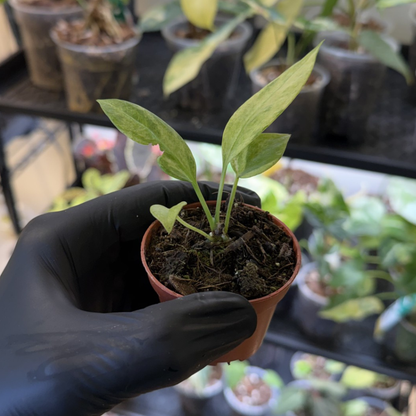 Anthurium vittariifolium 'Variegated'