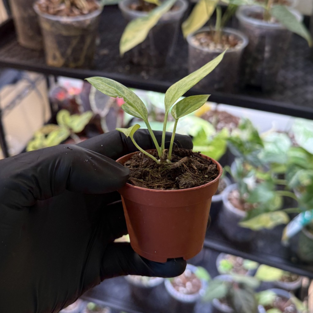 Anthurium vittariifolium 'Variegated'