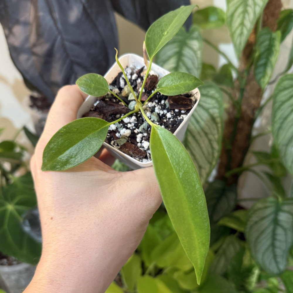 Anthurium wendlingeri