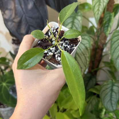 Anthurium wendlingeri
