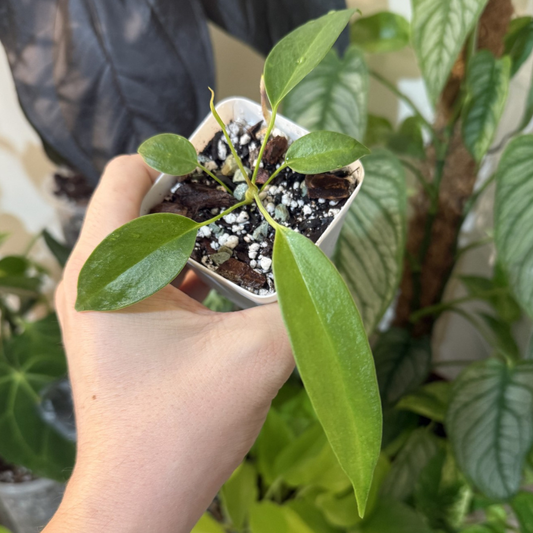 Anthurium wendlingeri