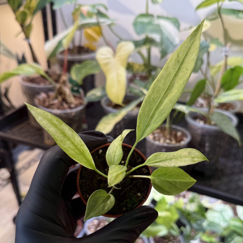 Anthurium vittariifolium 'Variegated'