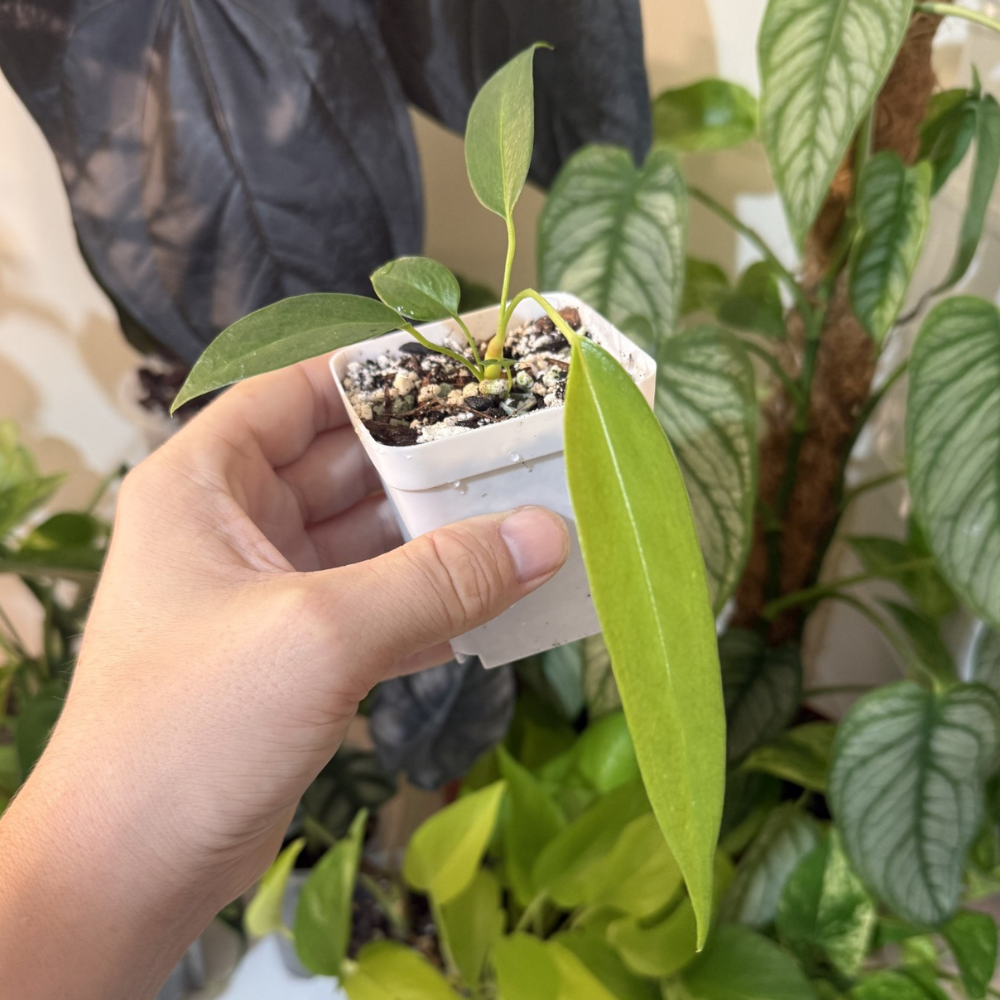Anthurium wendlingeri