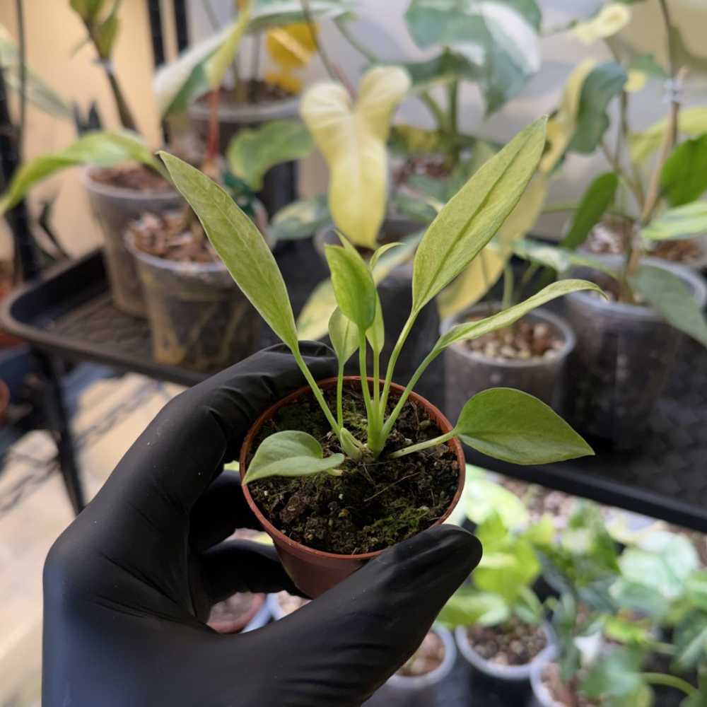Anthurium vittariifolium 'Variegated'