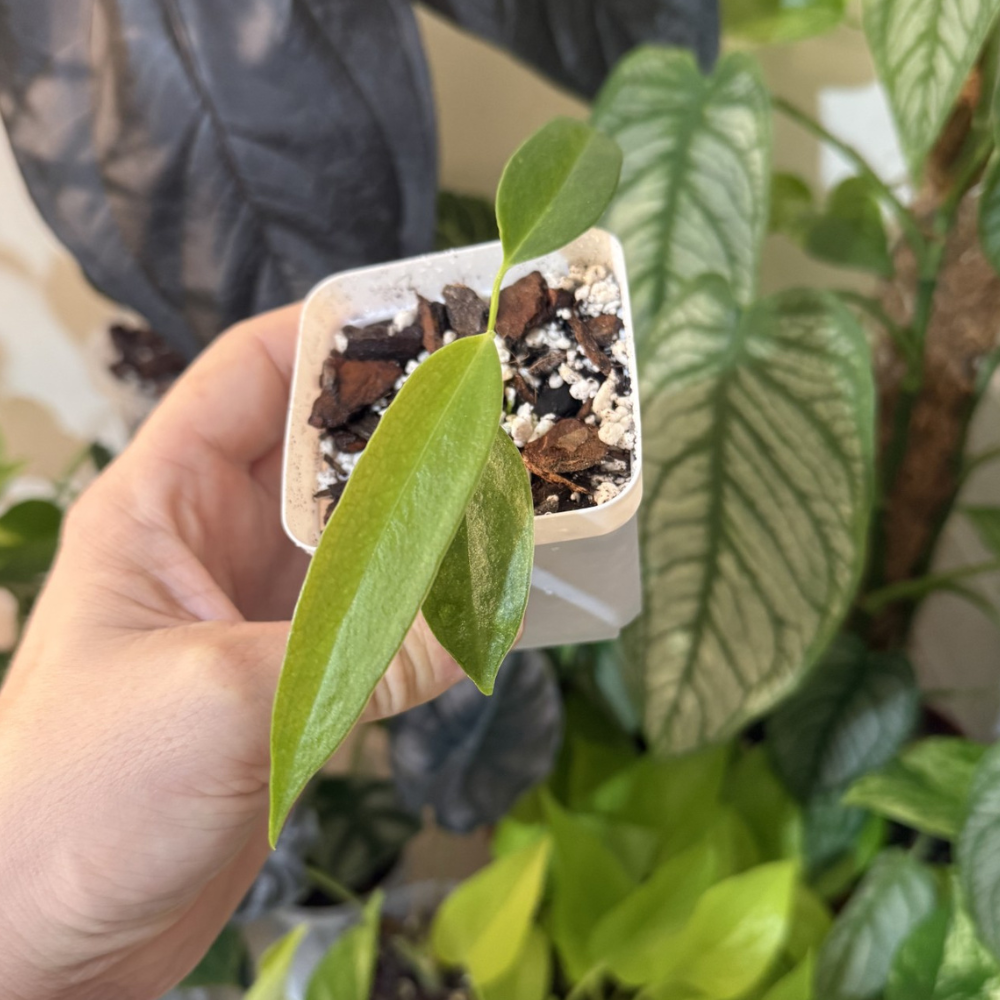 Anthurium wendlingeri