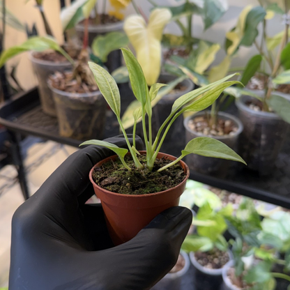 Anthurium vittariifolium 'Variegated'