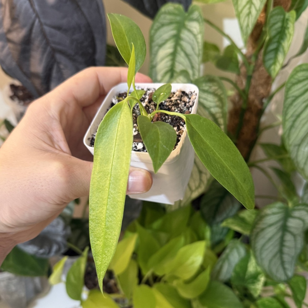Anthurium wendlingeri