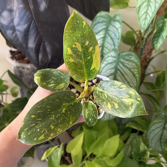 Philodendron 'Green Congo Variegated'