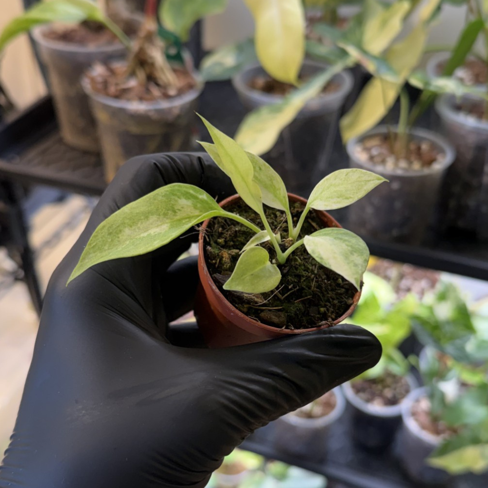Anthurium vittariifolium 'Variegated'