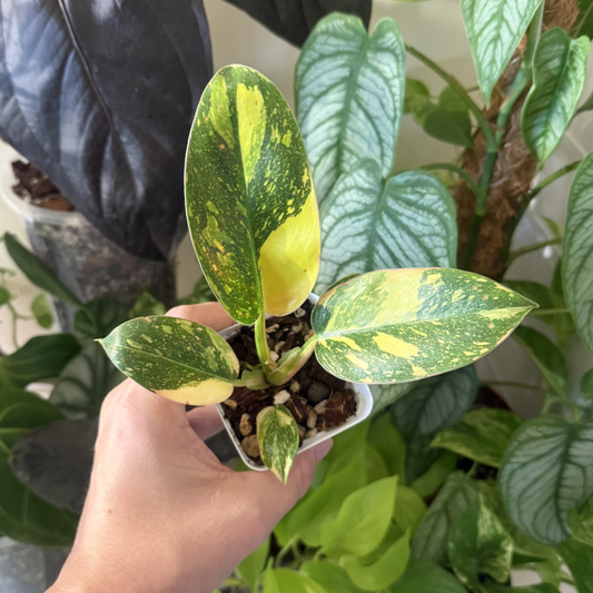 Philodendron 'Green Congo Variegated'