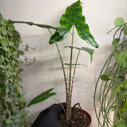 Alocasia zebrina 'Reticulata' 10.5cm - #6