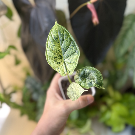 Alocasia 'Dragon Scale Mint Variegated'