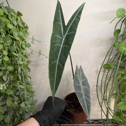 Alocasia longiloba 'Silver' 10.5cm - #6