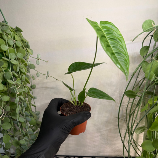 Anthurium veitchii 'Narrow' 8cm - #6