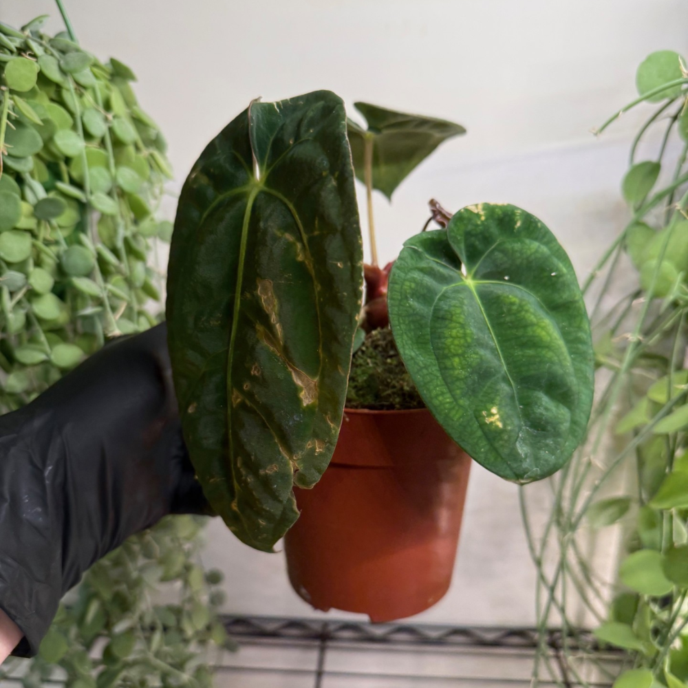 Anthurium 'Dark Phoenix' 12cm - #6