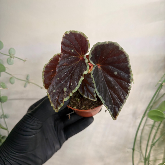 Begonia darthvaderiana 'Green Spots' 8cm - #2