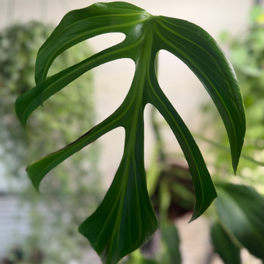Monstera 'Burle Marx Flame' 15cm - #1